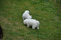 003-2022-06-25-16h07mn00s-1458-(mama-razzi).jpg